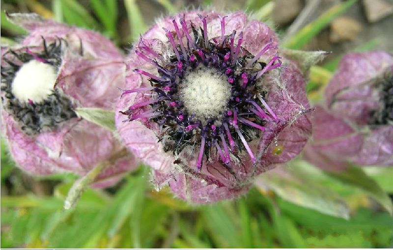  p>毡毛雪莲是菊科 a href="#" data-lemmaid="3078177">风毛菊属 /a>