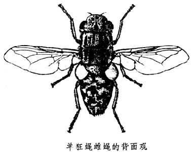  p>羊狂蝇又名羊鼻蝇,狂蝇科昆虫.