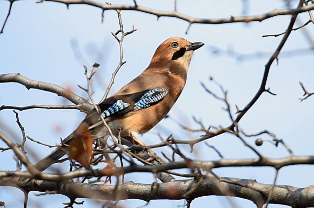  p>松鸦普通亚种(学名:garrulus glandarius sinensis )是 a href="#"