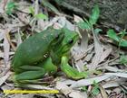  p>莫氏树蛙(学名:rhacophorus moltrechti)是台湾浅山地区最常见的