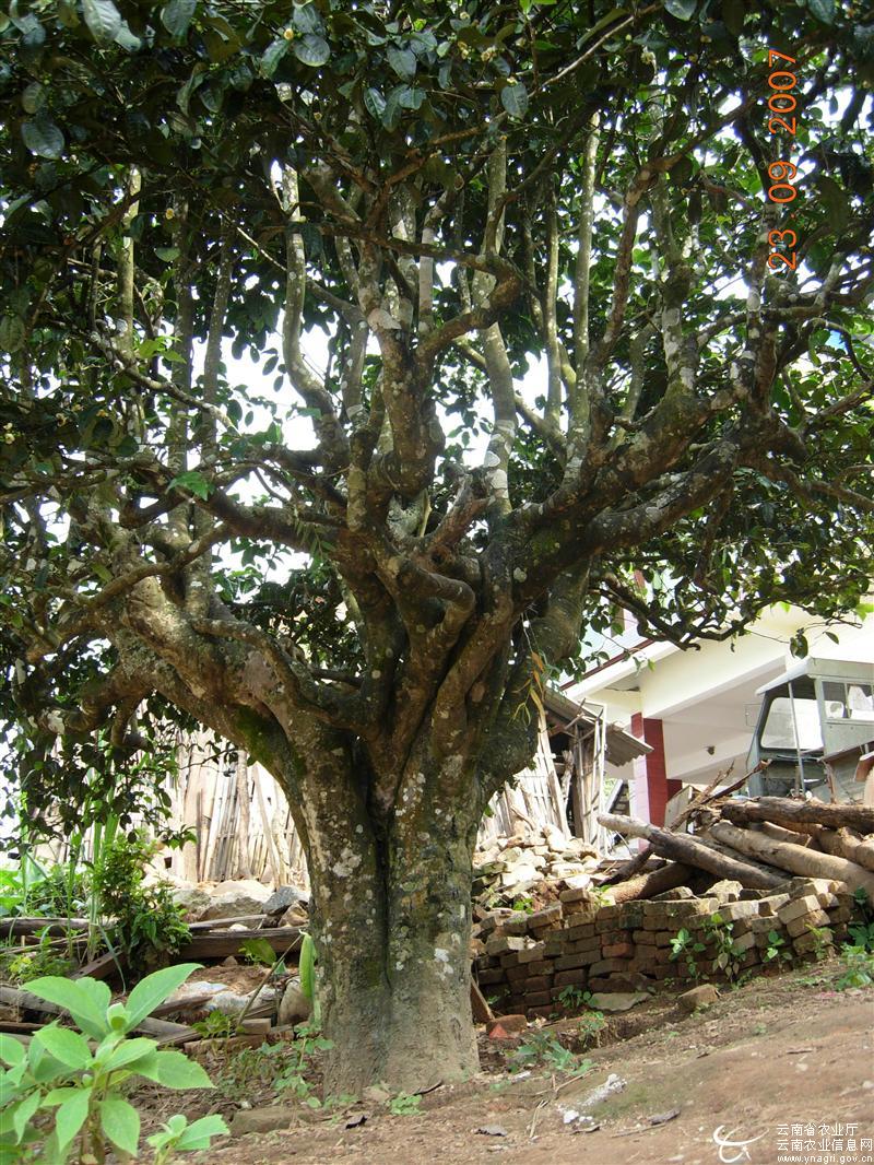  p>茶树,原名:茶,拉丁文名: i>camellia sinensis /i> (l.) o. ktze.