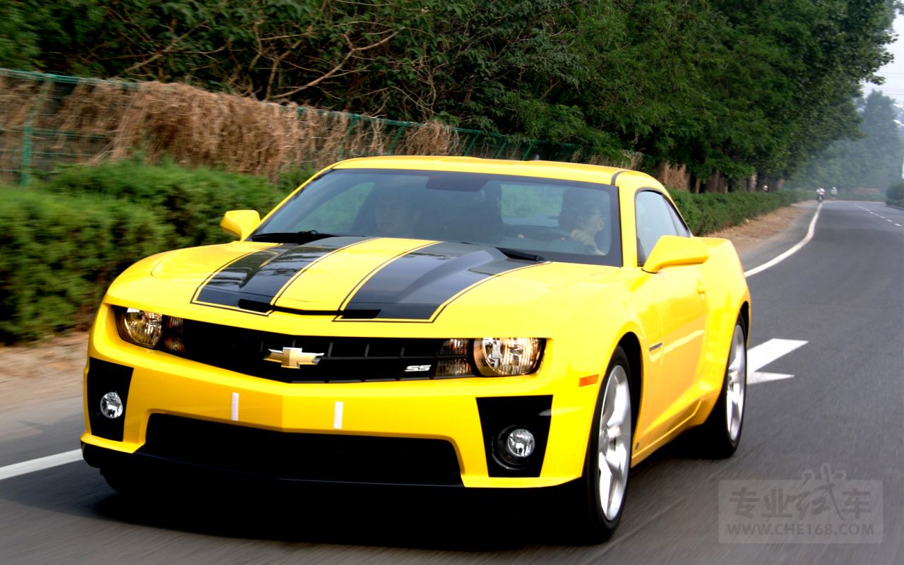 bumblebee