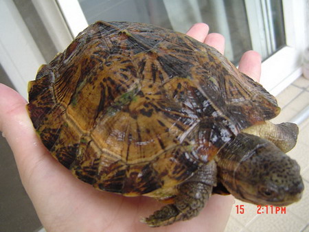  p>条颈摄(spripe-neckedleafturtle),分布于越南,老挝,泰国,柬埔寨等