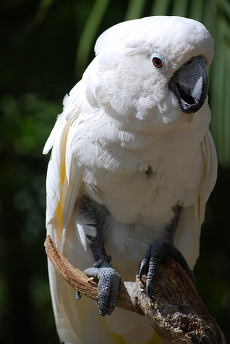  p>白凤头鹦鹉(学名: i>cacatua alba /i>)是鹦形目凤头鹦鹉科的 a