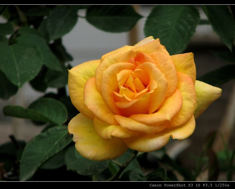  p>四大切花为月季,菊花,香石竹(即康乃馨),唐菖蒲(即剑兰).