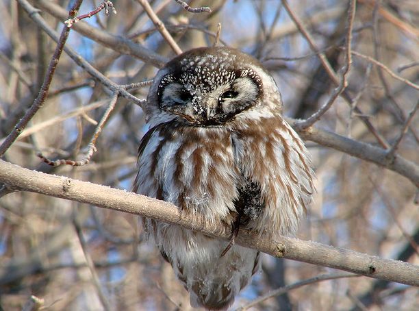  p>鬼鸮(学名: i>aegolius funereus /i>)是鸟纲鸱鸮科的鸟类, 全长23