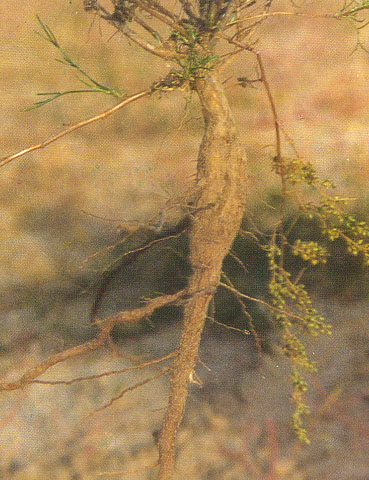  p>黑沙蒿根菊科为植物黑沙蒿的根,具有止血的功效. /p>