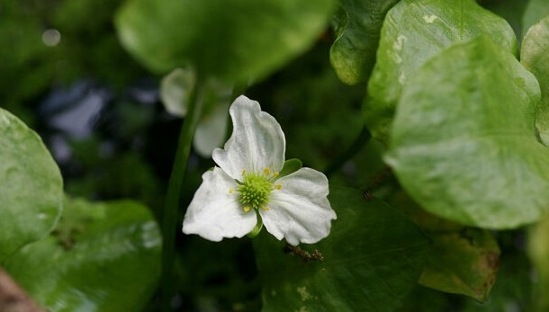  p>长喙毛茛泽泻(学名: i>ranalisma rostratum /i> stapf.