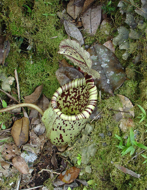 nepenthes vogelii