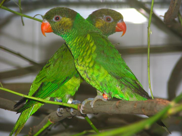  p>黄绿吸蜜鹦鹉(学名:trichoglossus flavoviridis)羽色鲜艳,主要以