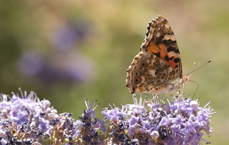  p>小红蛱蝶(学名: i>vanessa cardui /i>)是蛱蝶科红蛱蝶属的一种