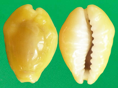  p>黄宝螺(学名: i>monetaria moneta /i>)头部发达呈筒状而稍扁,吻和