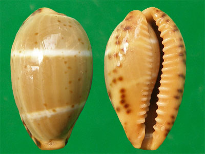  p>双线宝螺(学名:palmadusta lutea lutea)是腹足纲宝螺科的 a href=