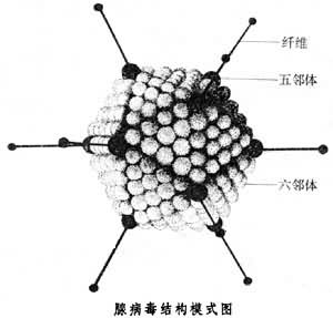  p>腺病毒(adenovirus)是一种没有 a target="_blank" href="/item
