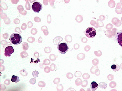 指与人类本能有关的行为活动,包括生存本能,防御本能,食欲性欲本能等