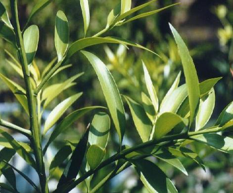  p>长叶竹柏(学名: i>nageia fleuryi /i> (hickel) de laubenfels)是