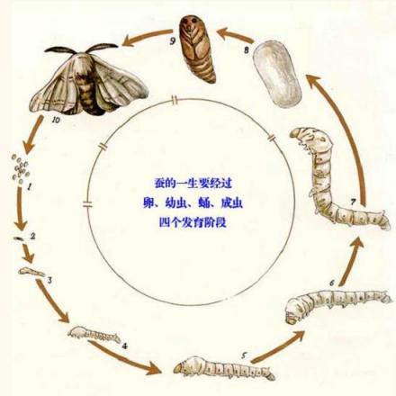 蚕（鳞翅目动物）_百度百科