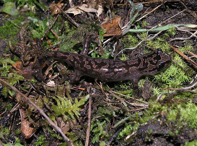 pacific giant salamander