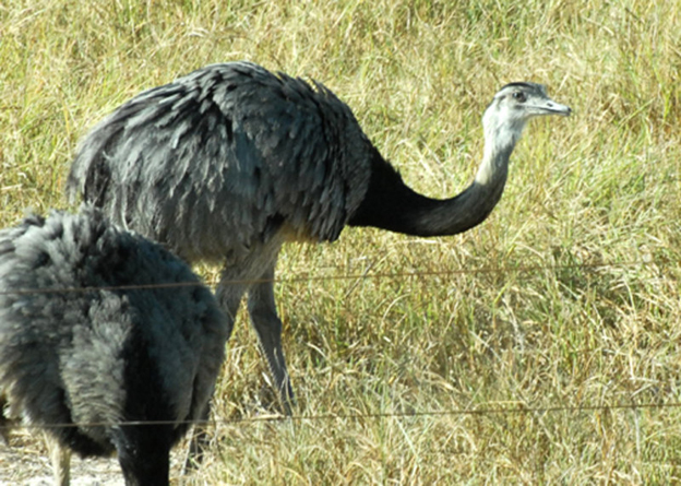 americana)是 a target="_blank" href="/item/美洲鸵鸟目/2336036"