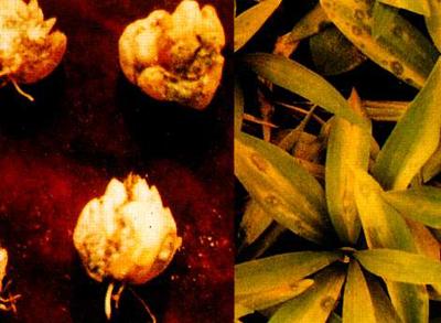 药用植物贝母鳞茎腐烂病