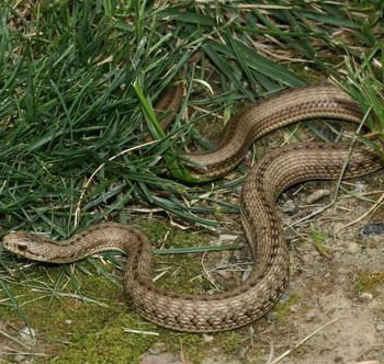  p>温泉蛇,thermophis baileyi (wall,1907),游蛇科温泉蛇属,是中国独