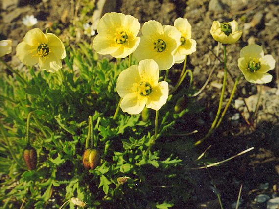 斯瓦尔巴德罂粟极地亚种