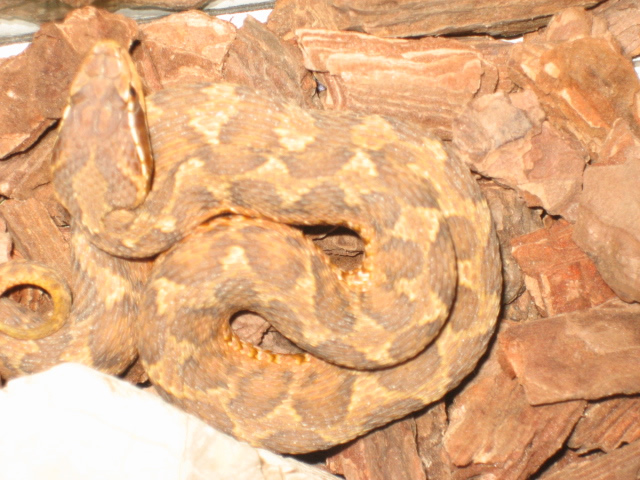  p>短尾蝮(学名: i>gloydius brevicaudus /i>)又称草上飞,地扁蛇