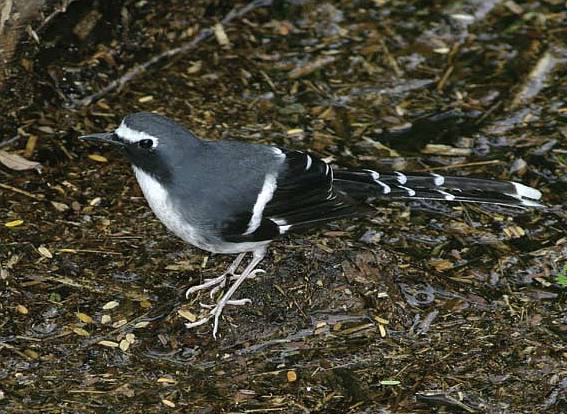  p>灰背燕尾(学名: i>enicurus schistaceus /i>)是一种黑白色 a href