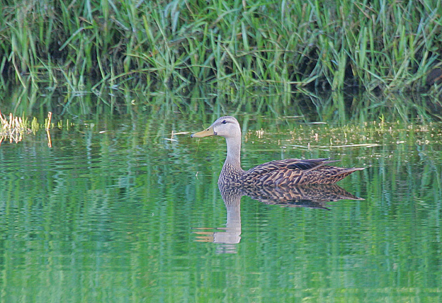  p>北美斑鸭(学名:anas fulvigula )属鸭科鸭属中型 a target="_blank