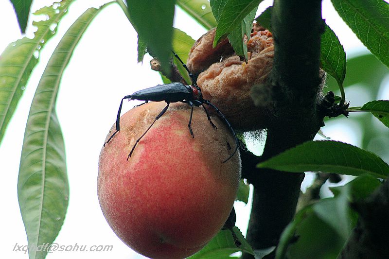  p>桃红颈天牛属鞘翅目, a href="#" data-lemmaid="6263256">天牛科 