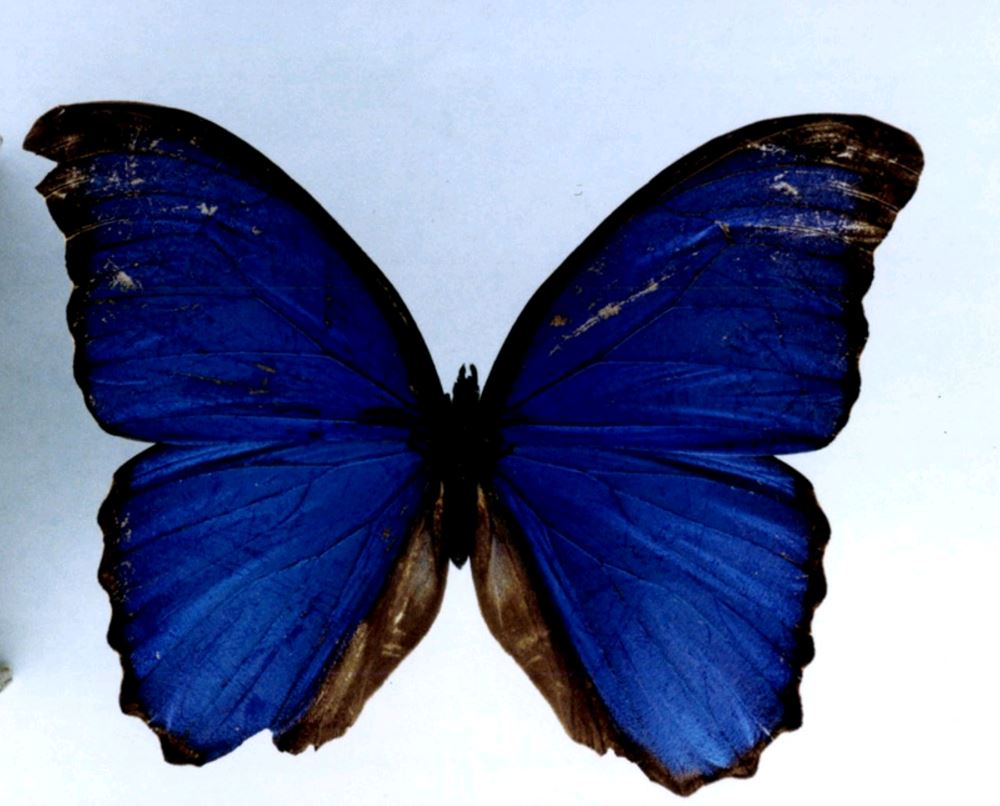 blue morpho butterfly