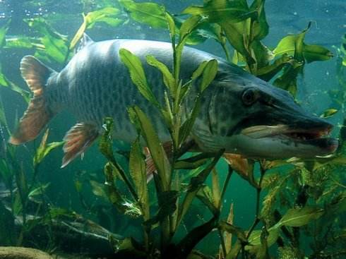  p>黑斑颈鳍鱼, i>iniistius melanopus /i> (bleeker, 1857), a