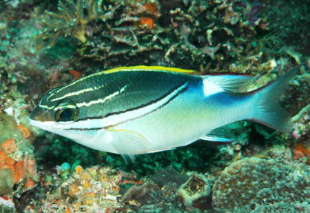 bilineatus)又称石兵,鸡仔,红尾鮗仔,为鲈形目,金线鱼科,眶棘鲈属一种