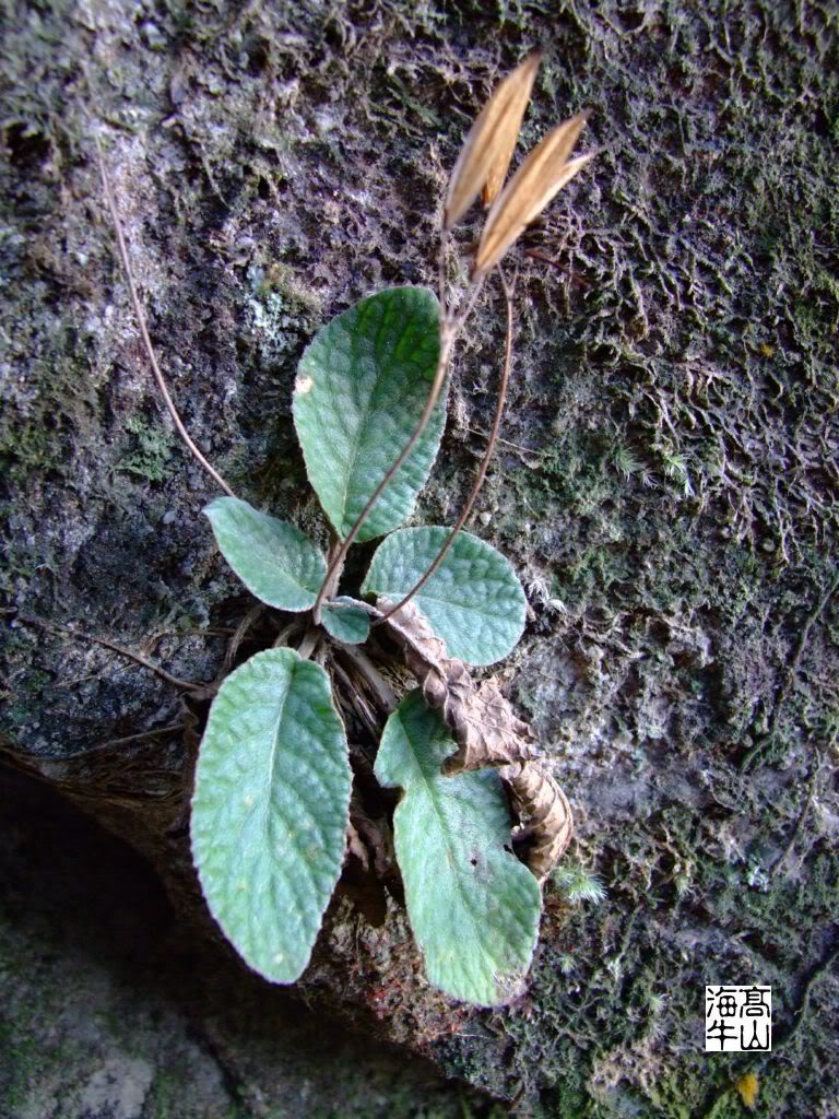  p>大叶石上莲,是 a target="_blank" href="/item/苦苣苔科">苦苣苔