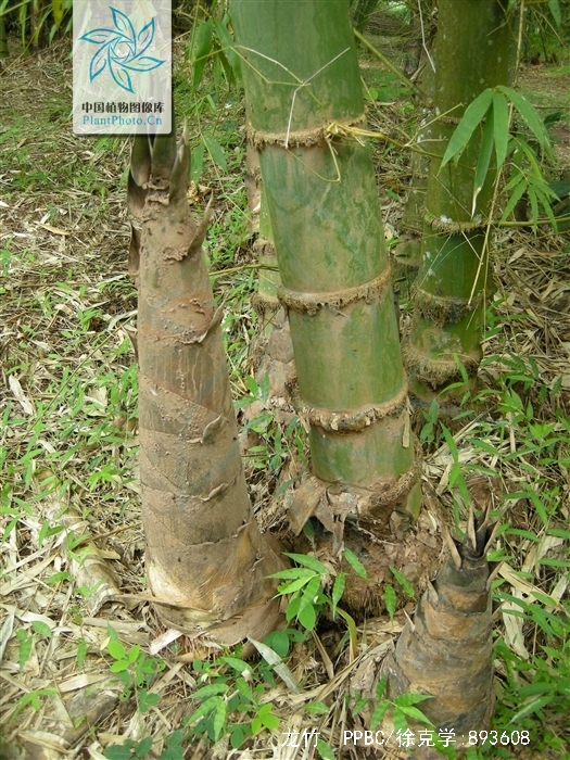  p>龙竹(学名: i>dendrocalamus giganteus /i> munro.