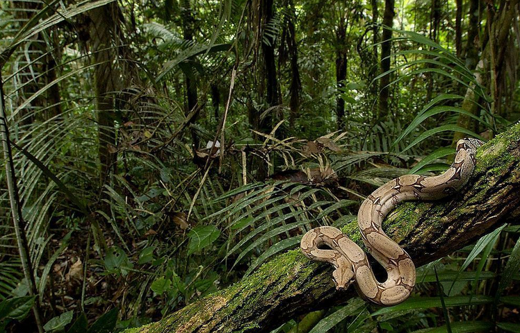  p>喜山过树蛇(学名:dendrelaphis gorei)是游蛇科过树蛇属的爬行动物