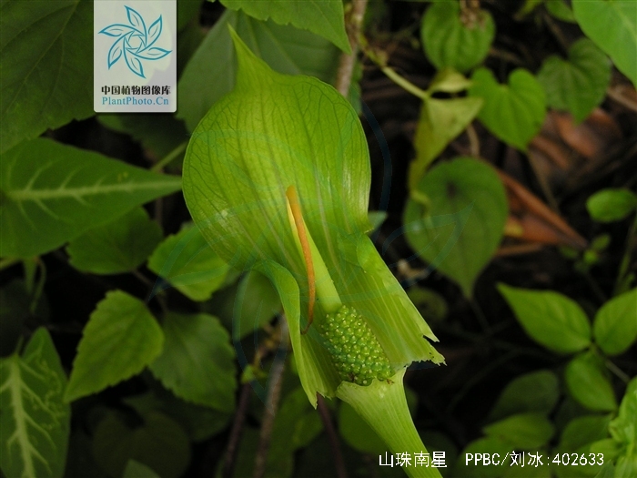  p>山珠南星,是 a href="#" data-lemmaid="6721720">天南星科 /a>