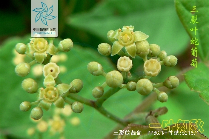  p>三裂蛇葡萄,是 a data-lemmaid="10106717">蛇葡萄属 /a>木质藤本