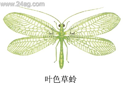  p>昆虫名,属脉翅目,草蛉科.分布在陕西,新疆,宁夏,河南等. /p>