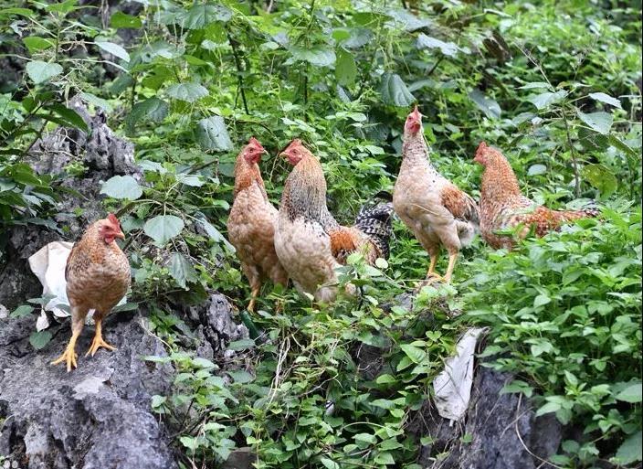  p data-id="gnbpwz809n">七百弄鸡,广西壮族自治区河池市 a target="