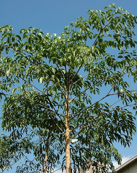 幌伞枫（五加科幌伞枫属植物）_百度百科