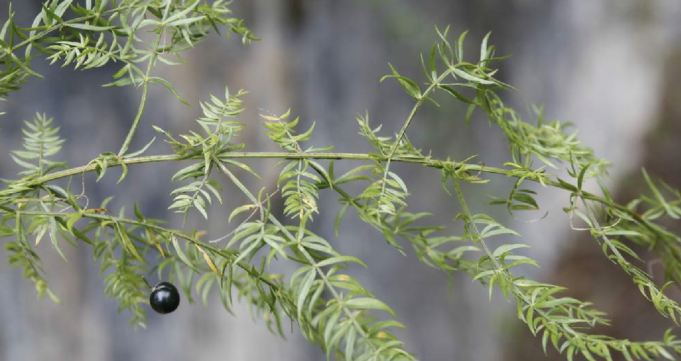  p>羊齿天门冬 i>(学名:asparagus filicinus  /i>ham. ex d.