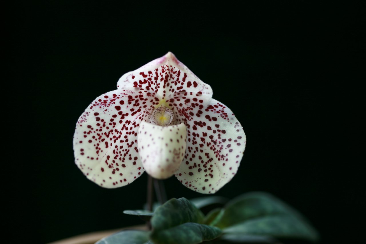 reichenbach) stein )是兰科, a target="_blank" href="/item/兜兰