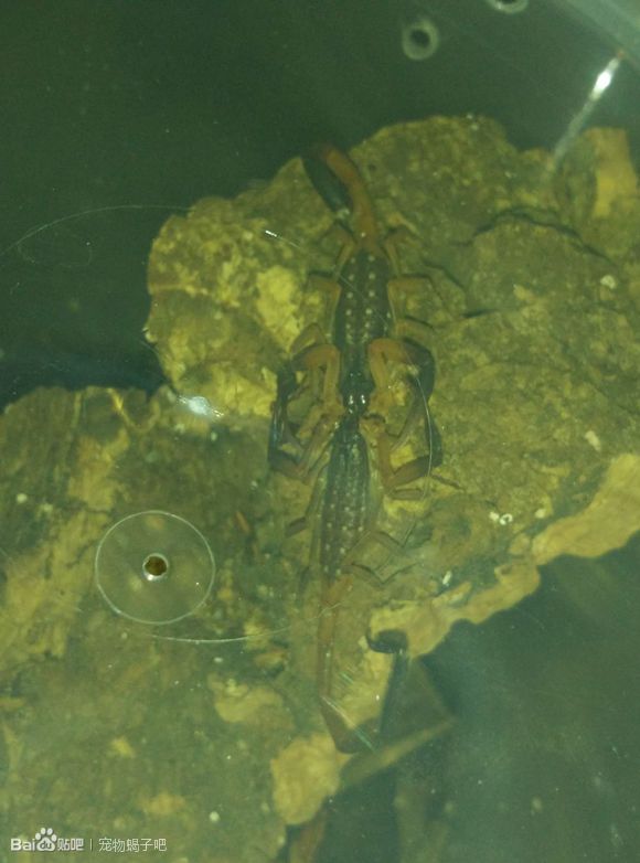  p>中华盾狼蝎曾经生活在上海,但是不明原因的消失了,一些外国的蝎友