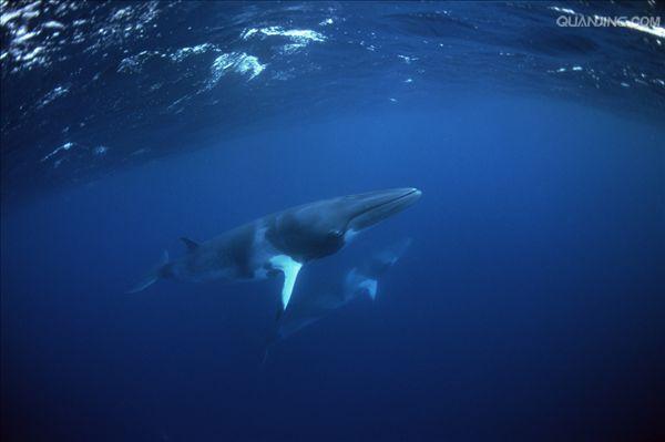  p>小鳁鲸(学名: i>balaenoptera acutorostrata /i>)是须鲸科,须鲸属