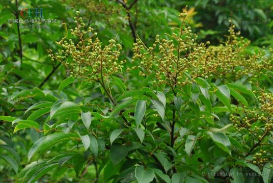 腺毛泡花树_百度百科