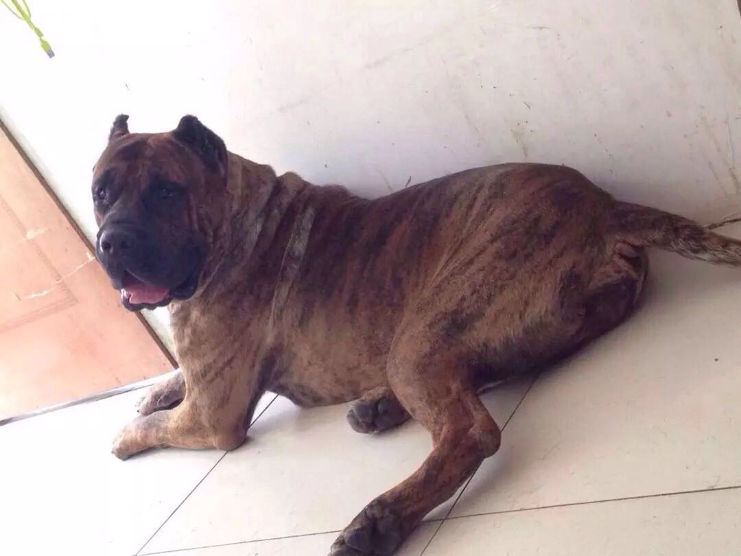 qsbqr3wbcw">加纳利犬是食肉目犬科犬属哺乳动物,又称西班牙加纳利犬