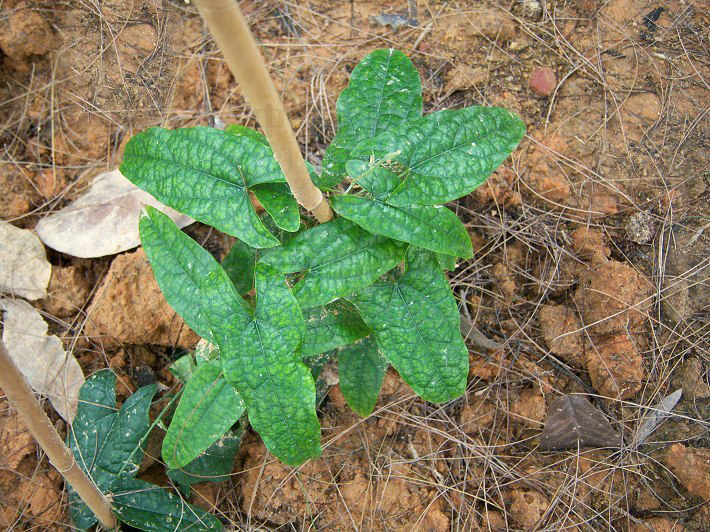  p>青牛胆(学名: i>tinospora sagittata /i> (oliv.) gagnep.