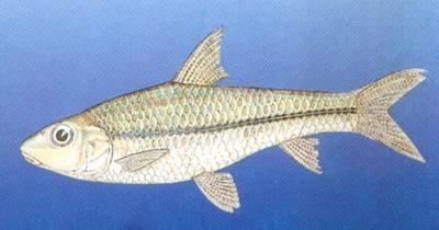  p>小银鮈是 a href="#" data-lemmaid="5279149">濒危动物 /a>.