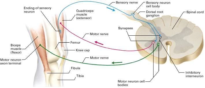  p>膝跳反射 i>(英文:knee-jerk reflex) /i>是一种最为简单的 a href